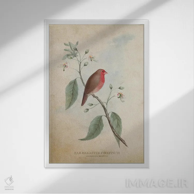 تابلو فنچ آتشی سینهراهراه (وینتیج) اثر پیکسل کهنه (استودیو/نام هنری) - نمای قابدار سفید