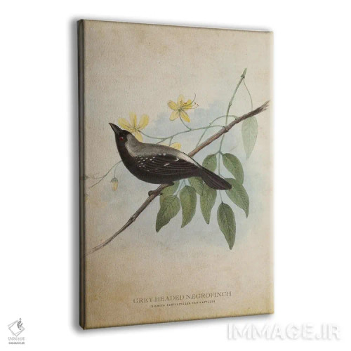 تابلو فنچ سیاه سرخاکستری (وینتیج) اثر پیکسل کهنه (استودیو/نام هنری) - نمای پرسپکتیو محصول