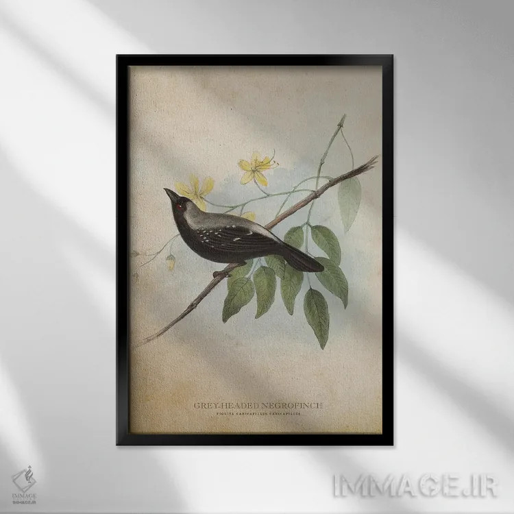 تابلو فنچ سیاه سرخاکستری (وینتیج) اثر پیکسل کهنه (استودیو/نام هنری) - نمای قابدار مشکی