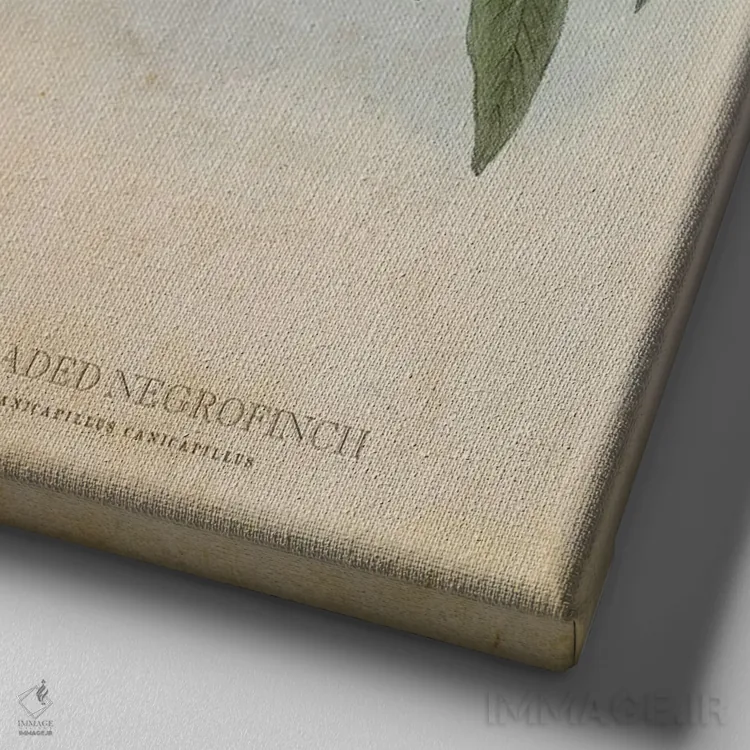 تابلو فنچ سیاه سرخاکستری (وینتیج) اثر پیکسل کهنه (استودیو/نام هنری) - نمای نزدیک بافت بوم