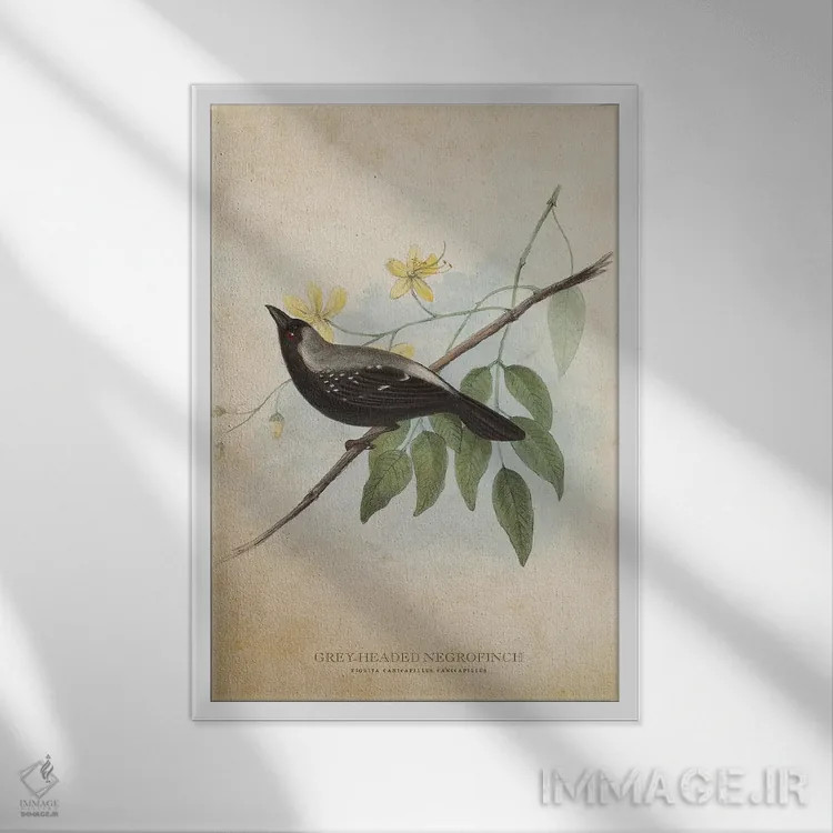 تابلو فنچ سیاه سرخاکستری (وینتیج) اثر پیکسل کهنه (استودیو/نام هنری) - نمای قابدار سفید