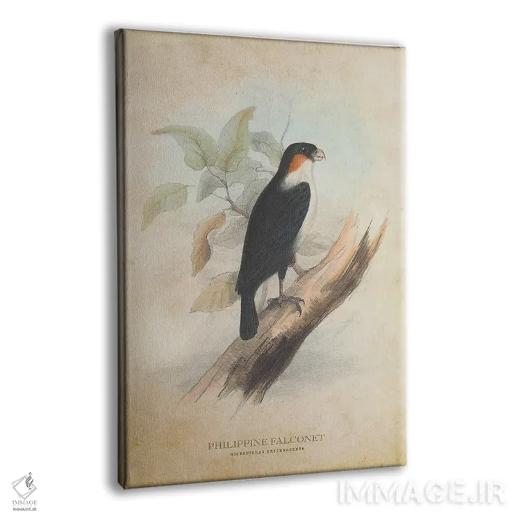 تابلو شاهینکو فیلیپینی (وینتیج) (شاهین کوتوله) اثر پیکسل کهنه (استودیو/نام هنری) - نمای پرسپکتیو محصول