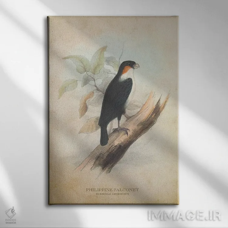 تابلو شاهینکو فیلیپینی (وینتیج) (شاهین کوتوله) اثر پیکسل کهنه (استودیو/نام هنری) - نمای روبهرو روی دیوار