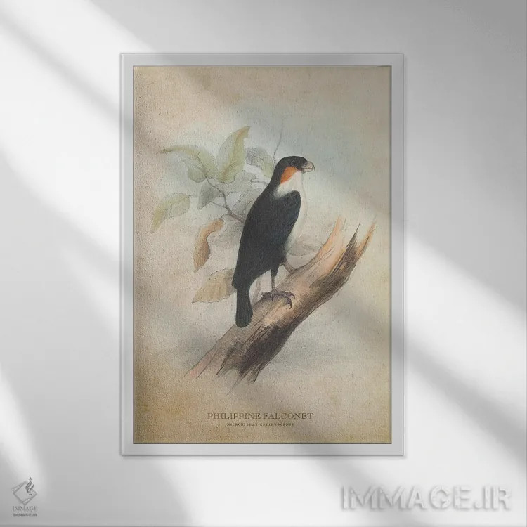 تابلو شاهینکو فیلیپینی (وینتیج) (شاهین کوتوله) اثر پیکسل کهنه (استودیو/نام هنری) - نمای قابدار سفید
