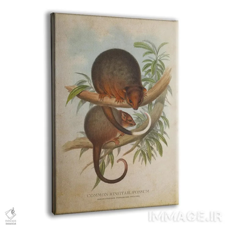 تابلو اپوسوم دمحلقهای معمولی (وینتیج) اثر پیکسل کهنه (استودیو/نام هنری) - نمای پرسپکتیو محصول