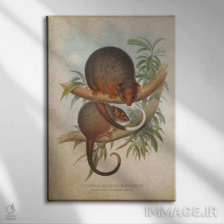 تابلو اپوسوم دمحلقهای معمولی (وینتیج) اثر پیکسل کهنه (استودیو/نام هنری) - نمای روبهرو روی دیوار