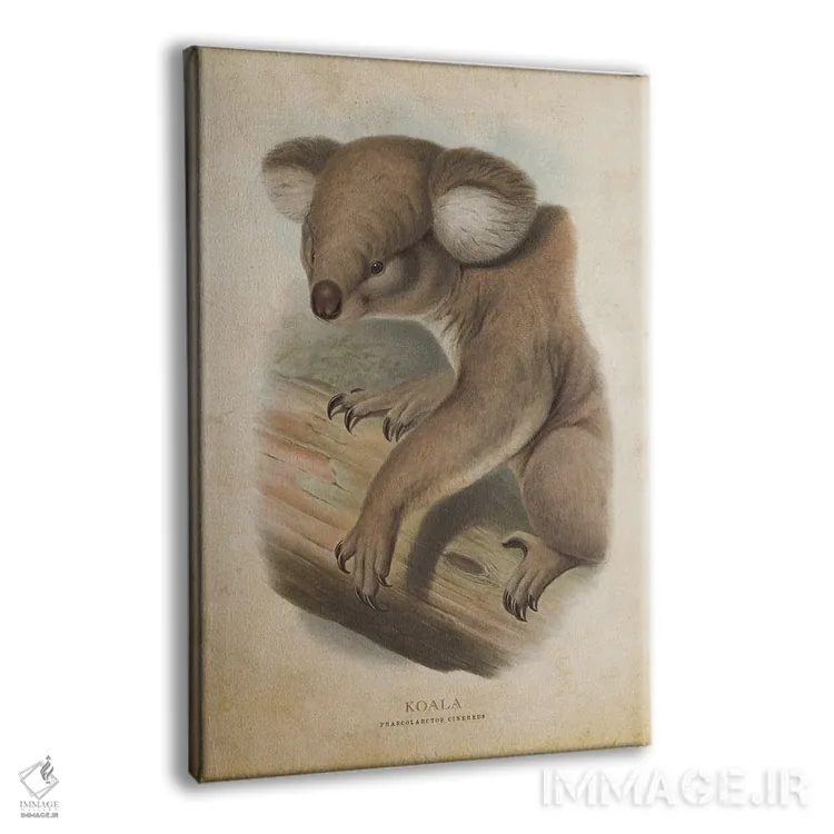 تابلو کوالا فازکولارکتوس سینرهئوس (وینتیج) (نام علمی کوالا) اثر پیکسل کهنه (استودیو/نام هنری) - نمای پرسپکتیو محصول