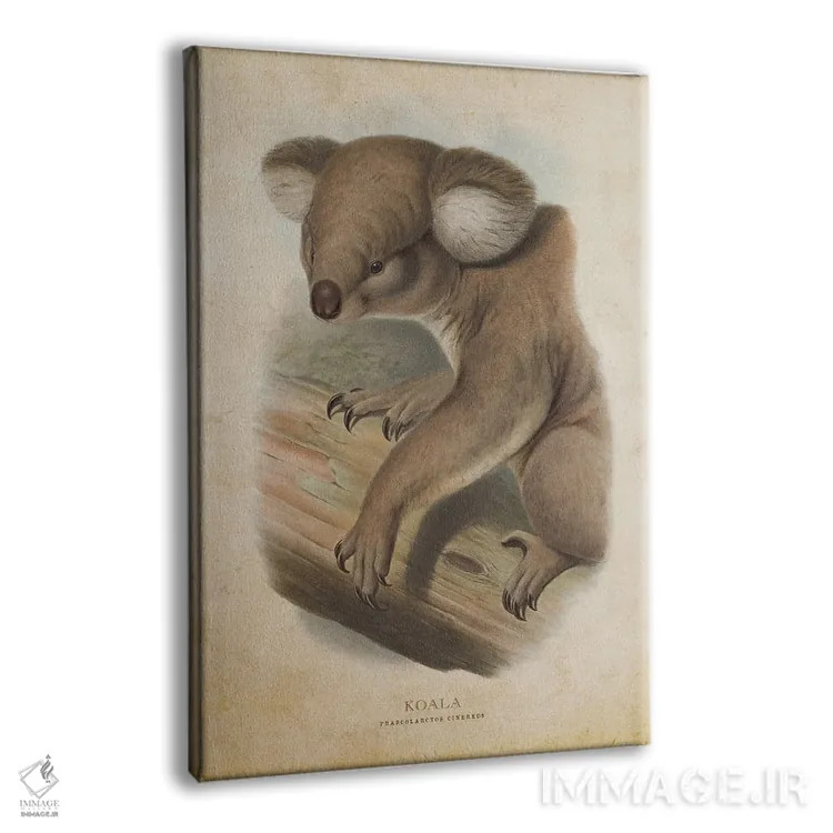 تابلو کوالا فازکولارکتوس سینرهئوس (وینتیج) (نام علمی کوالا) اثر پیکسل کهنه (استودیو/نام هنری) - نمای پرسپکتیو محصول