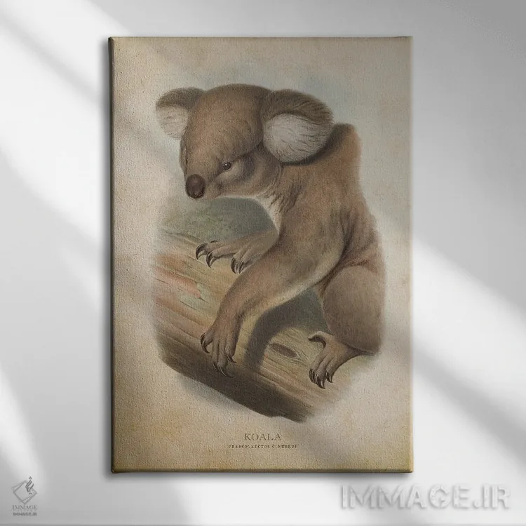 تابلو کوالا فازکولارکتوس سینرهئوس (وینتیج) (نام علمی کوالا) اثر پیکسل کهنه (استودیو/نام هنری) - نمای روبهرو روی دیوار