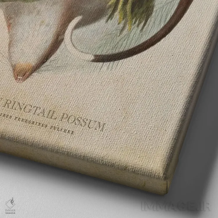 تابلو اپوسوم دمحلقهای معمولی (وینتیج) اثر پیکسل کهنه (استودیو/نام هنری) - نمای نزدیک بافت بوم