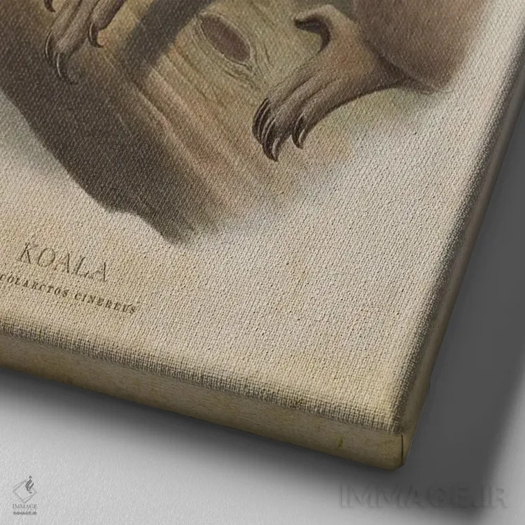تابلو کوالا فازکولارکتوس سینرهئوس (وینتیج) (نام علمی کوالا) اثر پیکسل کهنه (استودیو/نام هنری) - نمای نزدیک بافت بوم