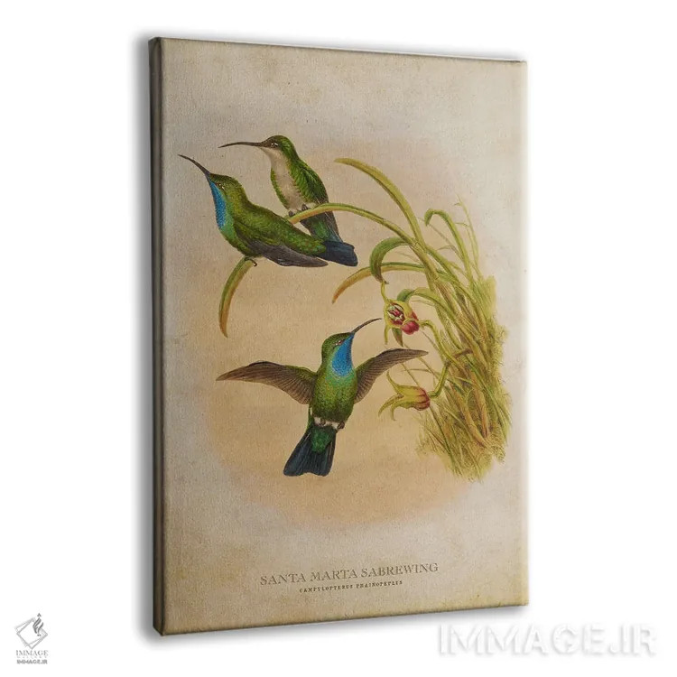 تابلو سبروینگ سانتا مارتا (وینتیج) (نوعی مرغ مگسخوار) اثر پیکسل کهنه (استودیو/نام هنری) - نمای پرسپکتیو محصول