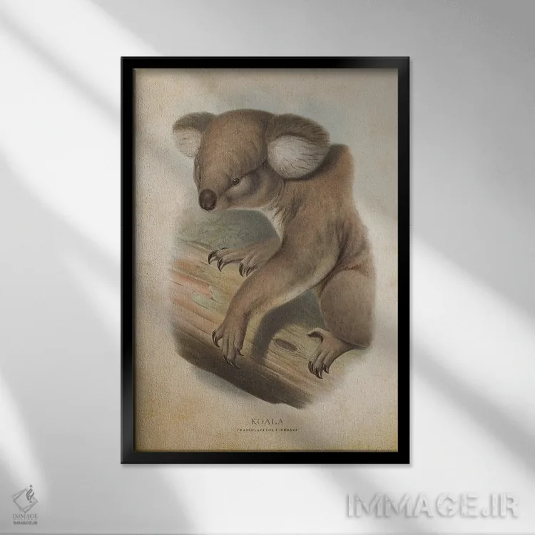 تابلو کوالا فازکولارکتوس سینرهئوس (وینتیج) (نام علمی کوالا) اثر پیکسل کهنه (استودیو/نام هنری) - نمای قابدار مشکی