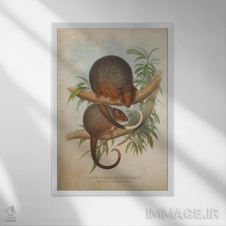 تابلو اپوسوم دمحلقهای معمولی (وینتیج) اثر پیکسل کهنه (استودیو/نام هنری) - نمای قابدار سفید