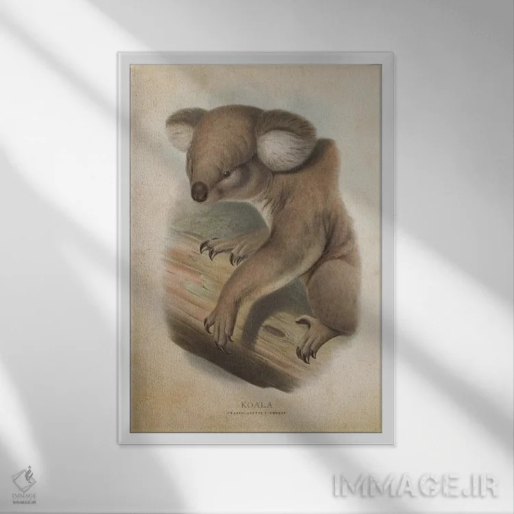 تابلو کوالا فازکولارکتوس سینرهئوس (وینتیج) (نام علمی کوالا) اثر پیکسل کهنه (استودیو/نام هنری) - نمای قابدار سفید