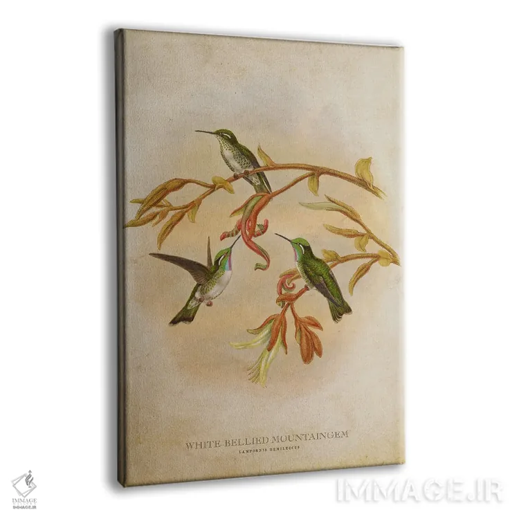 تابلو ماونتینگم شکمسفید (وینتیج) (گونهای مرغ مگسخوار) اثر پیکسل کهنه (استودیو/نام هنری) - نمای پرسپکتیو محصول