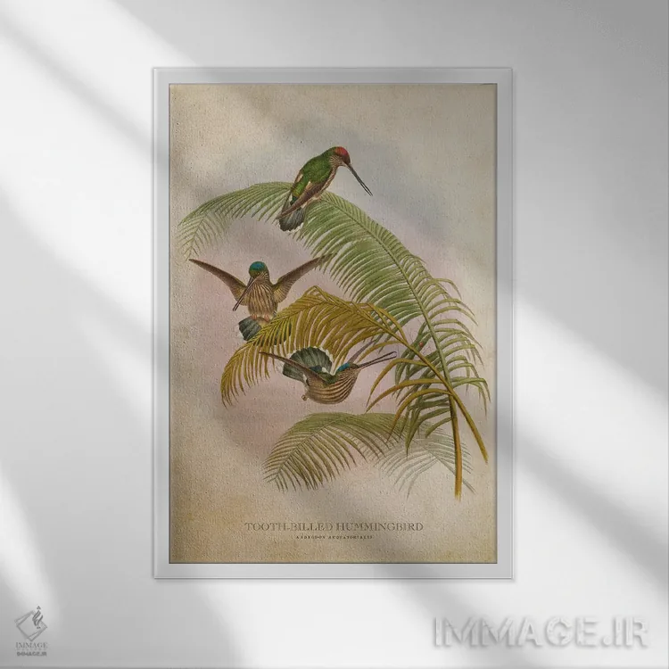 تابلو مرغ مگسخوار منقار دندانهدار (وینتیج) اثر پیکسل کهنه (استودیو/نام هنری) - نمای قابدار سفید