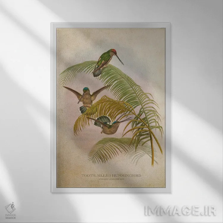 تابلو مرغ مگسخوار منقار دندانهدار (وینتیج) اثر پیکسل کهنه (استودیو/نام هنری) - نمای قابدار سفید