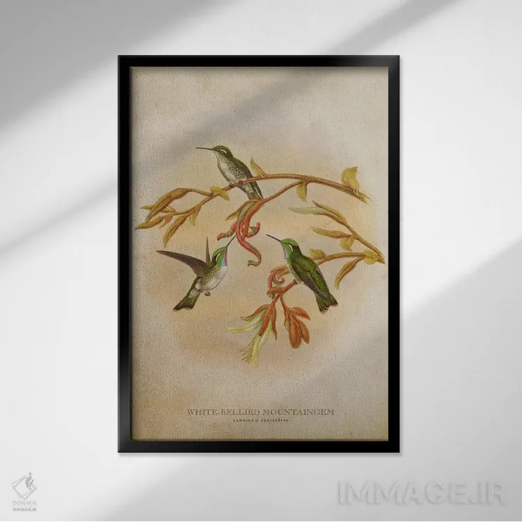 تابلو ماونتینگم شکمسفید (وینتیج) (گونهای مرغ مگسخوار) اثر پیکسل کهنه (استودیو/نام هنری) - نمای قابدار مشکی