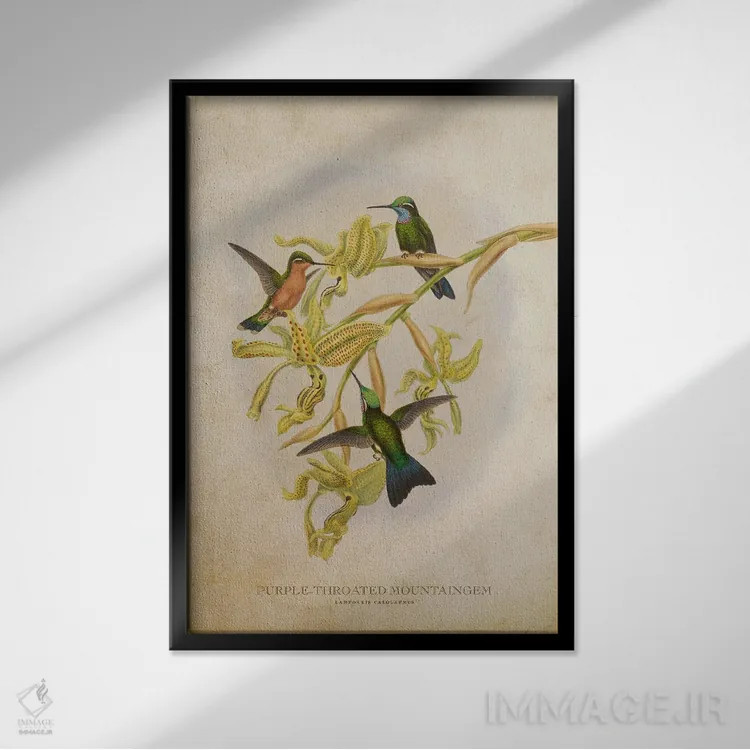 تابلو ماونتینگم گلوی بنفش (وینتیج) اثر پیکسل کهنه (استودیو/نام هنری) - نمای قابدار مشکی