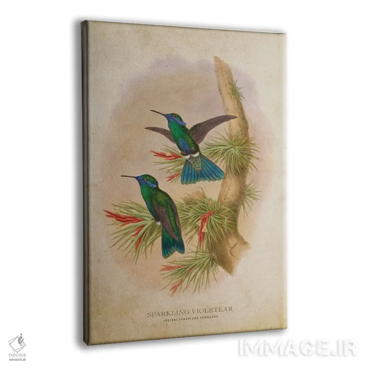 تابلو کولیبری کوروسکانس ژرمانوس (وینتیج) (نام علمی مرغ مگسخوار) اثر پیکسل کهنه (استودیو/نام هنری) - نمای پرسپکتیو محصول