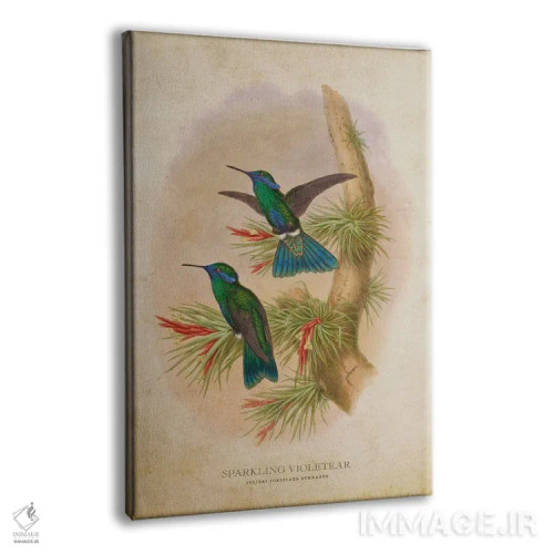 تابلو کولیبری کوروسکانس ژرمانوس (وینتیج) (نام علمی مرغ مگسخوار) اثر پیکسل کهنه (استودیو/نام هنری) - نمای پرسپکتیو محصول