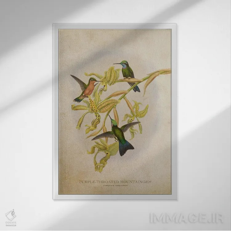 تابلو ماونتینگم گلوی بنفش (وینتیج) اثر پیکسل کهنه (استودیو/نام هنری) - نمای قابدار سفید