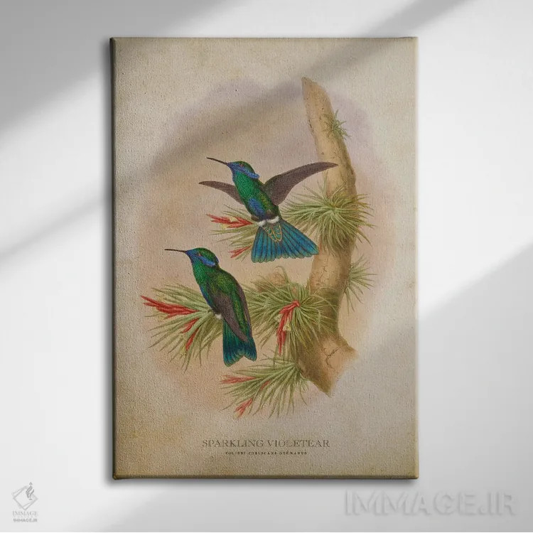 تابلو کولیبری کوروسکانس ژرمانوس (وینتیج) (نام علمی مرغ مگسخوار) اثر پیکسل کهنه (استودیو/نام هنری) - نمای روبهرو روی دیوار