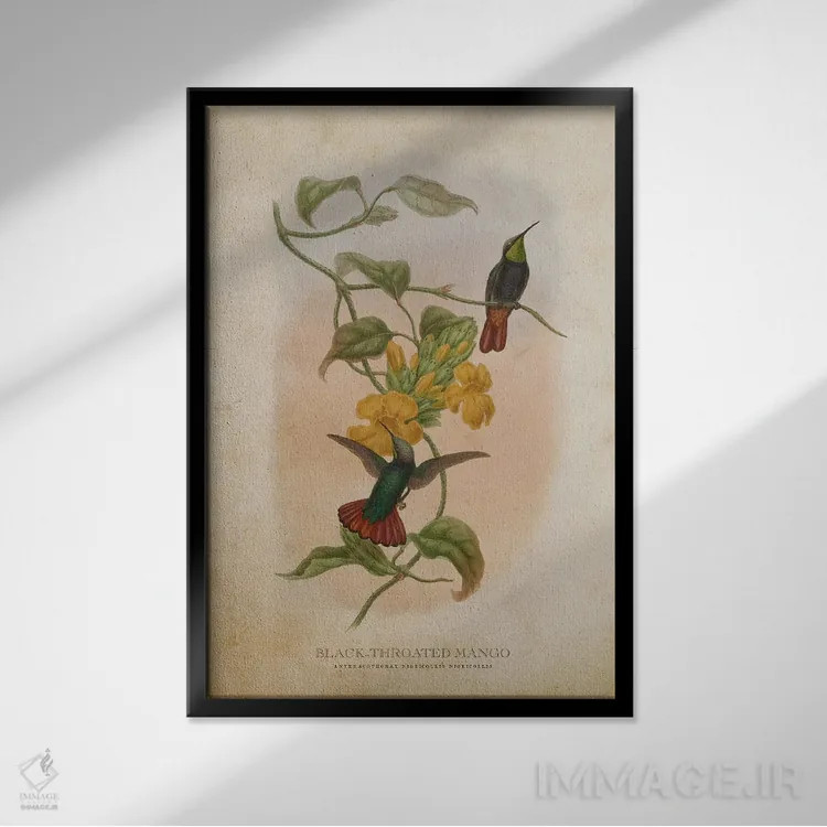 تابلو منگو گلوسیاه (وینتیج) (گونهای مرغ مگسخوار) اثر پیکسل کهنه (استودیو/نام هنری) - نمای قابدار مشکی