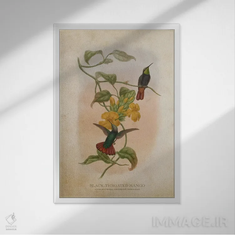 تابلو منگو گلوسیاه (وینتیج) (گونهای مرغ مگسخوار) اثر پیکسل کهنه (استودیو/نام هنری) - نمای قابدار سفید