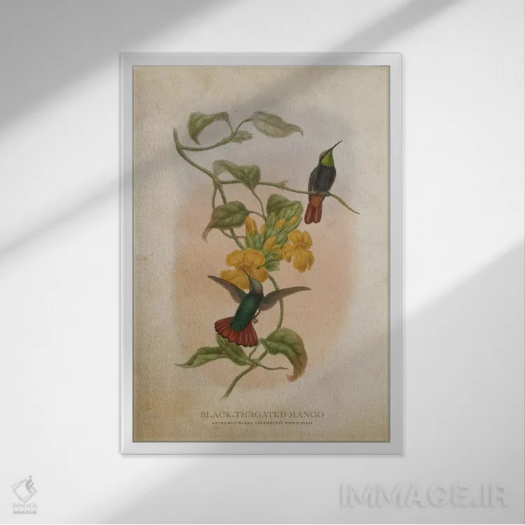 تابلو منگو گلوسیاه (وینتیج) (گونهای مرغ مگسخوار) اثر پیکسل کهنه (استودیو/نام هنری) - نمای قابدار سفید