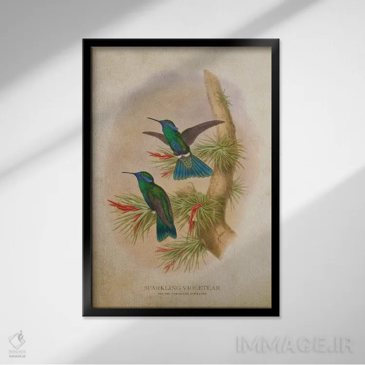 تابلو کولیبری کوروسکانس ژرمانوس (وینتیج) (نام علمی مرغ مگسخوار) اثر پیکسل کهنه (استودیو/نام هنری) - نمای قابدار مشکی