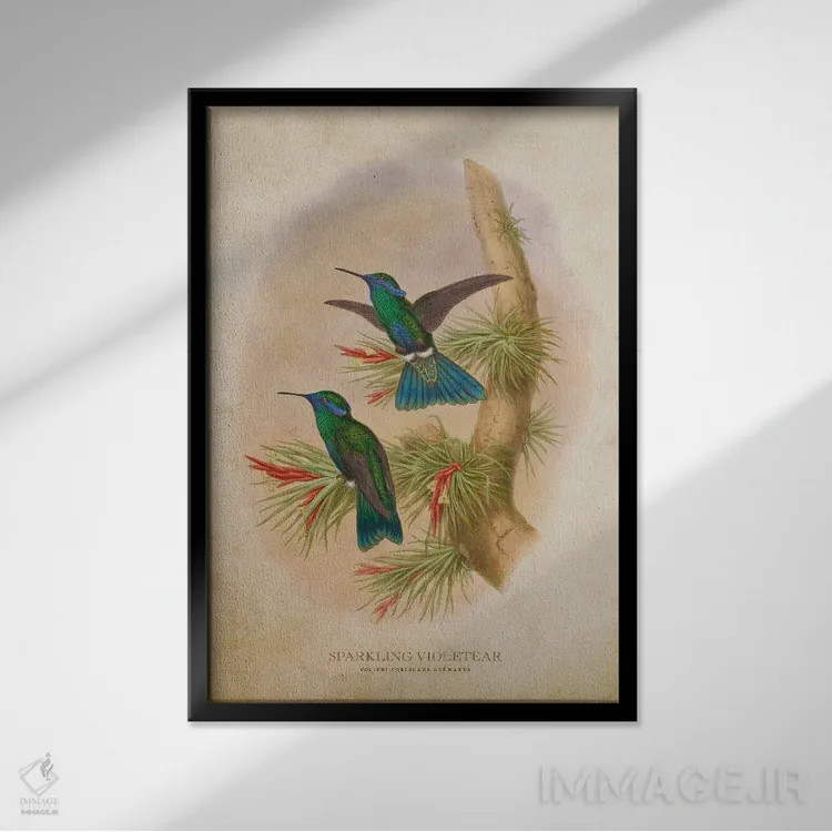 تابلو کولیبری کوروسکانس ژرمانوس (وینتیج) (نام علمی مرغ مگسخوار) اثر پیکسل کهنه (استودیو/نام هنری) - نمای قابدار مشکی