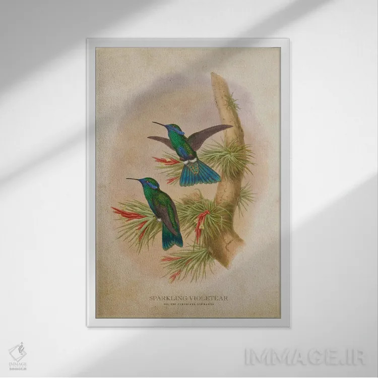 تابلو کولیبری کوروسکانس ژرمانوس (وینتیج) (نام علمی مرغ مگسخوار) اثر پیکسل کهنه (استودیو/نام هنری) - نمای قابدار سفید