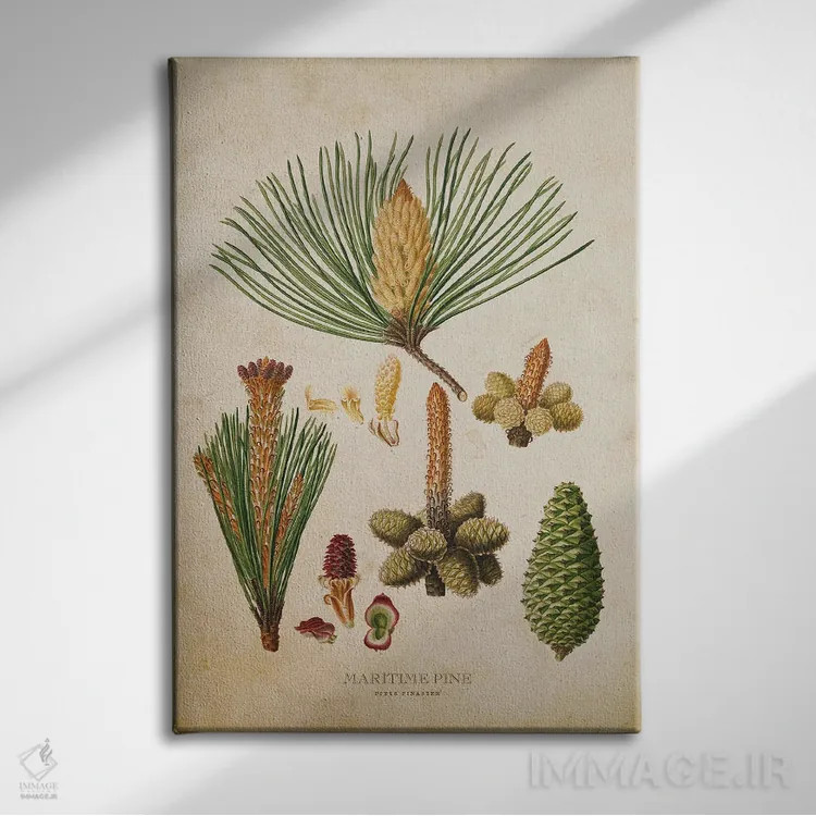 تابلو مجموعه میوه کاج دریایی (وینتیج) اثر پیکسل کهنه (استودیو/نام هنری) - نمای روبهرو روی دیوار