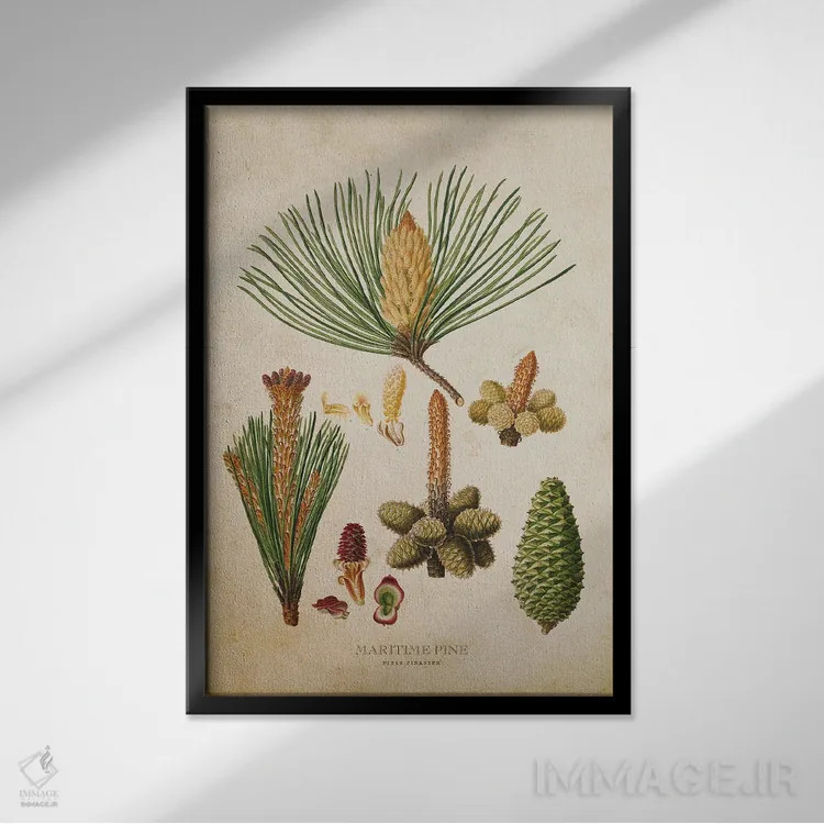 تابلو مجموعه میوه کاج دریایی (وینتیج) اثر پیکسل کهنه (استودیو/نام هنری) - نمای قابدار مشکی