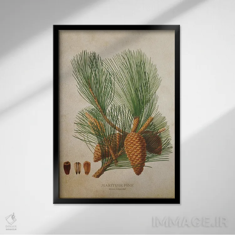 تابلو میوه درخت کاج دریایی (وینتیج) اثر پیکسل کهنه (استودیو/نام هنری) - نمای قابدار مشکی