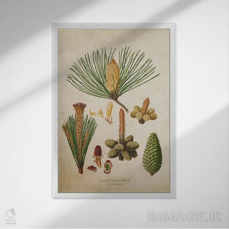 تابلو مجموعه میوه کاج دریایی (وینتیج) اثر پیکسل کهنه (استودیو/نام هنری) - نمای قابدار سفید