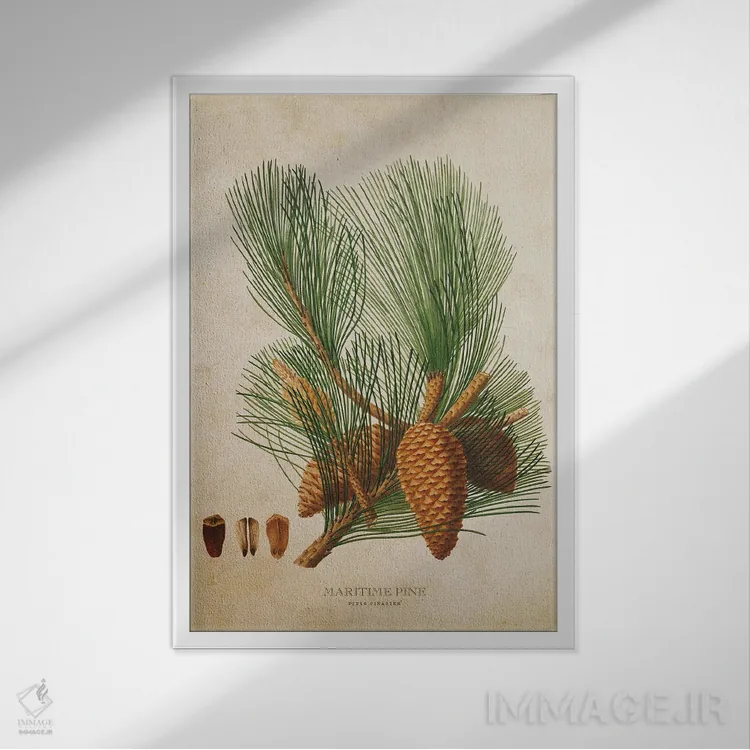 تابلو میوه درخت کاج دریایی (وینتیج) اثر پیکسل کهنه (استودیو/نام هنری) - نمای قابدار سفید
