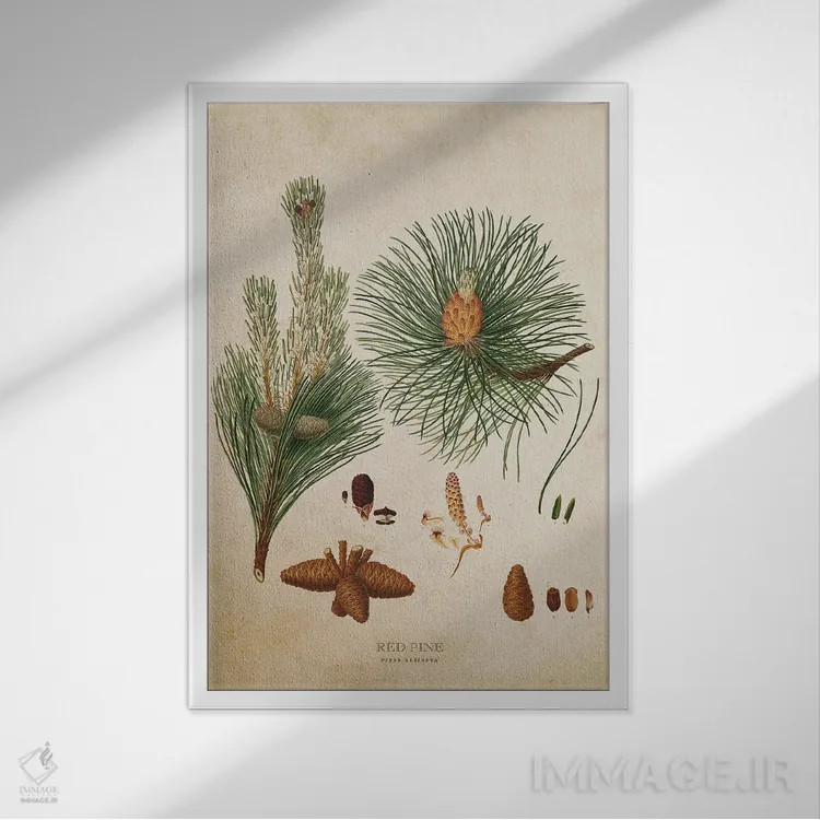 تابلو میوه درخت کاج قرمز (وینتیج) اثر پیکسل کهنه (استودیو/نام هنری) - نمای قابدار سفید