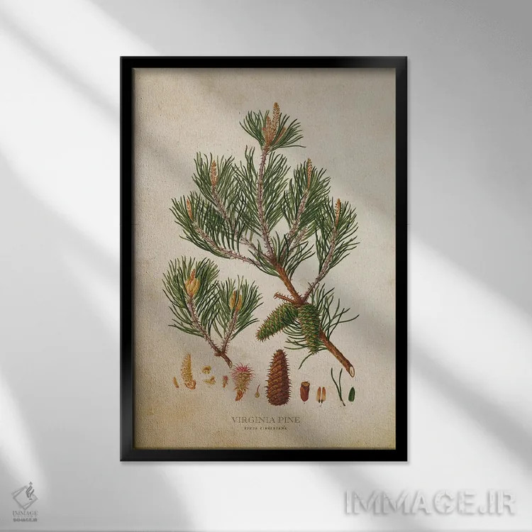 تابلو میوه درخت کاج ویرجینیا (وینتیج) اثر پیکسل کهنه (استودیو/نام هنری) - نمای قابدار مشکی