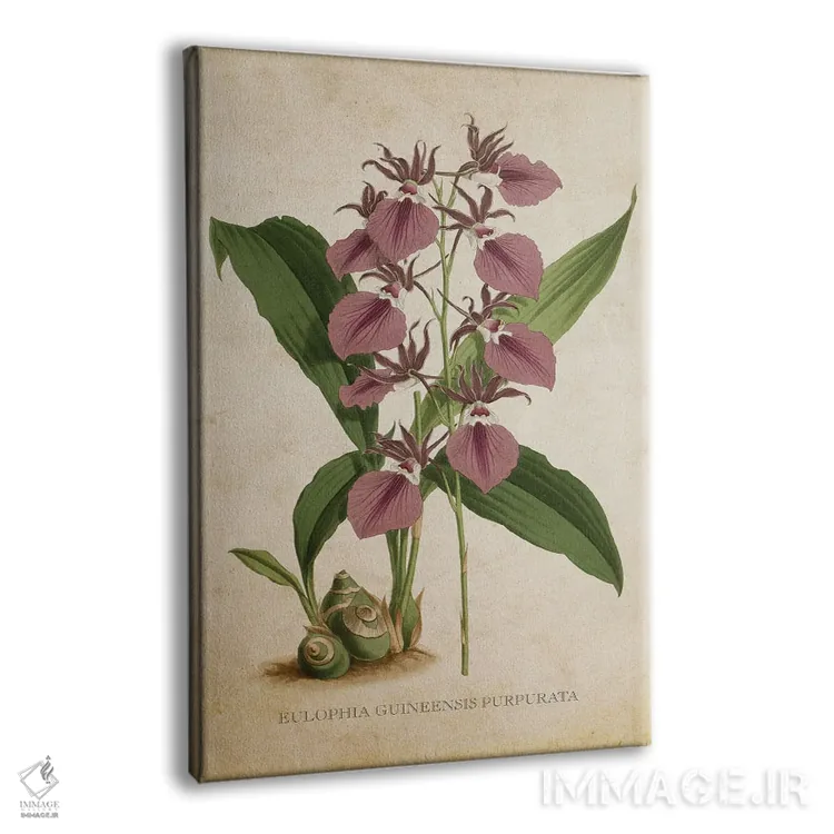 تابلو ارکیده (گلدان وینتیج) اثر پیکسل کهنه (استودیو/نام هنری) - نمای پرسپکتیو محصول