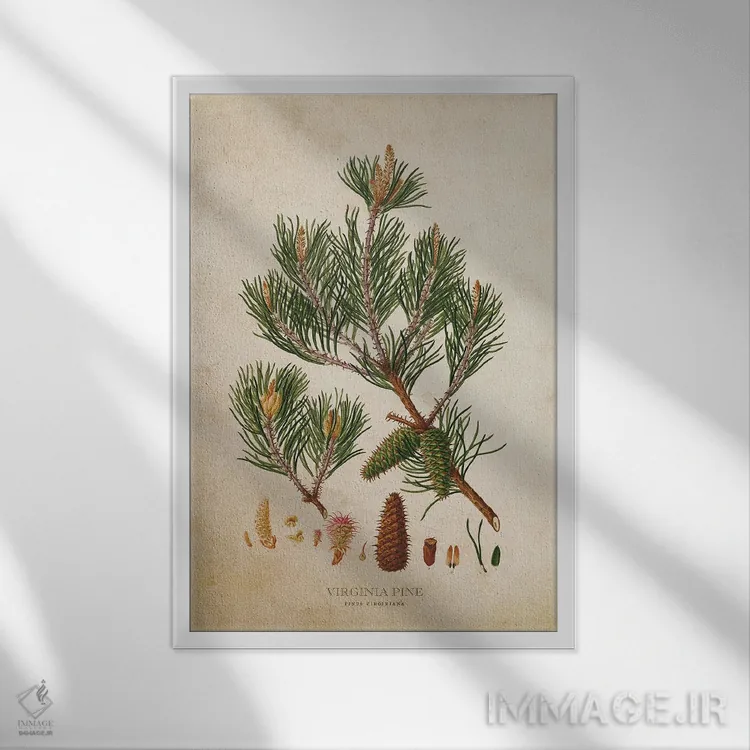 تابلو میوه درخت کاج ویرجینیا (وینتیج) اثر پیکسل کهنه (استودیو/نام هنری) - نمای قابدار سفید
