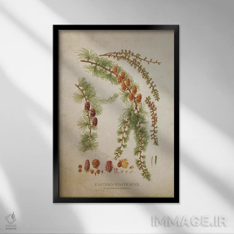 تابلو درخت و میوه کاج سفید شرقی (وینتیج) اثر پیکسل کهنه (استودیو/نام هنری) - نمای قابدار مشکی