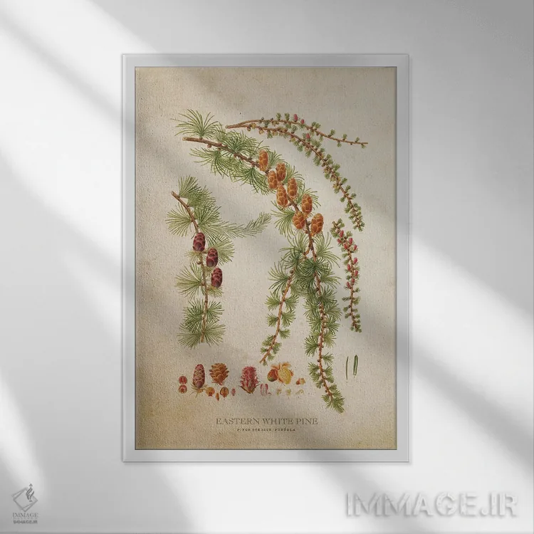 تابلو درخت و میوه کاج سفید شرقی (وینتیج) اثر پیکسل کهنه (استودیو/نام هنری) - نمای قابدار سفید