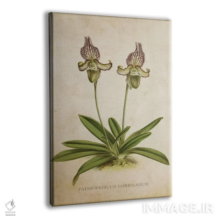 تابلو گل ارکیده (وینتیج) اثر پیکسل کهنه (استودیو/نام هنری) - نمای پرسپکتیو محصول