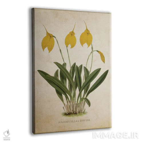 تابلو گل ارکیده (وینتیج) اثر پیکسل کهنه (استودیو/نام هنری) - نمای پرسپکتیو محصول