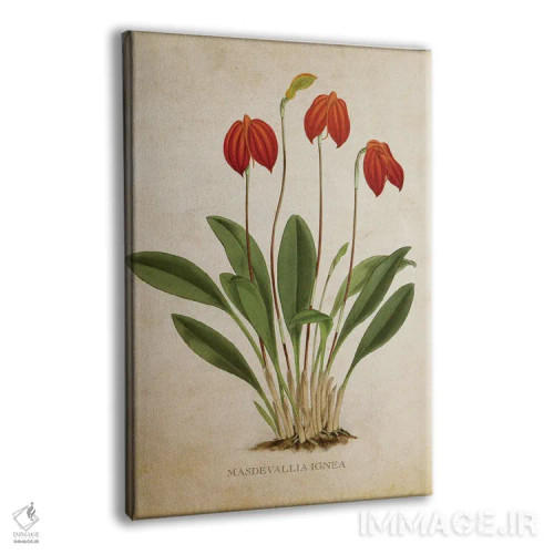 تابلو گل ارکیده (وینتیج) اثر پیکسل کهنه (استودیو/نام هنری) - نمای پرسپکتیو محصول