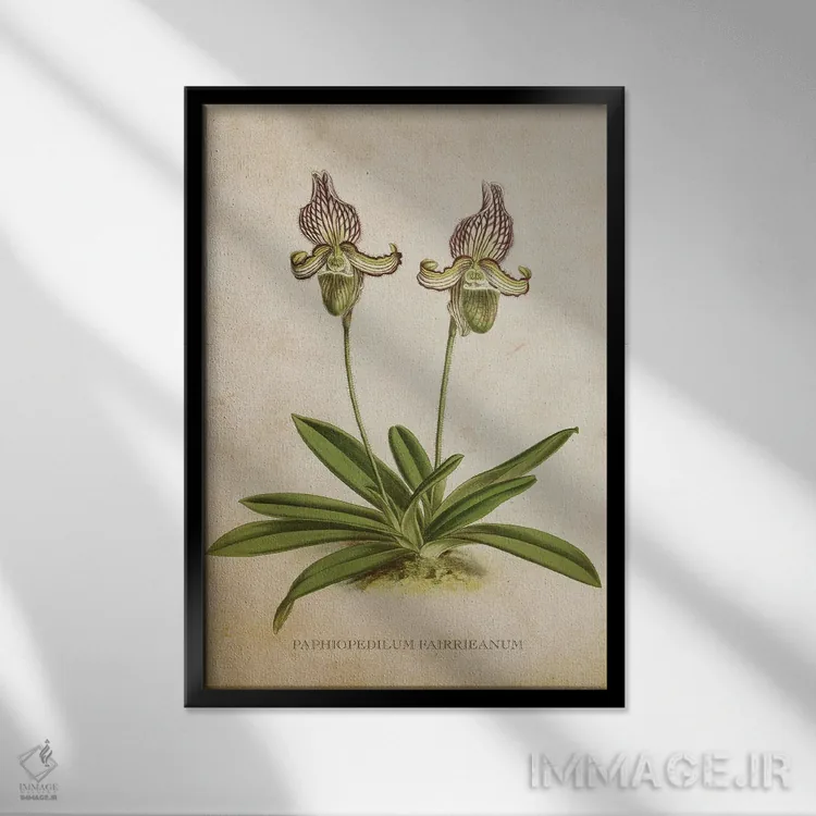 تابلو گل ارکیده (وینتیج) اثر پیکسل کهنه (استودیو/نام هنری) - نمای قابدار مشکی