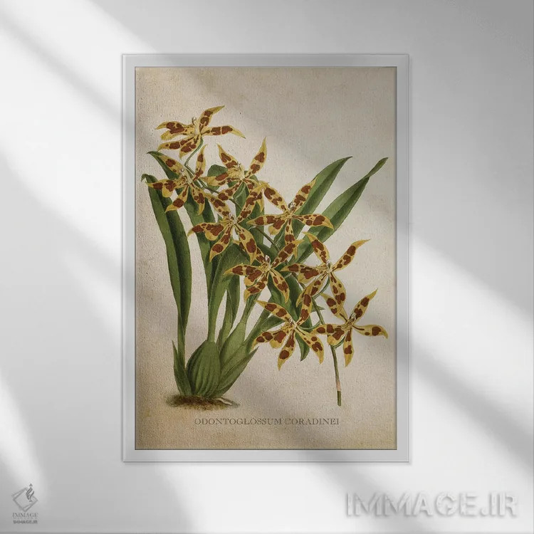 تابلو ارکیده (گلدان وینتیج) اثر پیکسل کهنه (استودیو/نام هنری) - نمای قابدار سفید